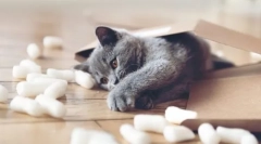 Koristi in škodujejo mački za človeka